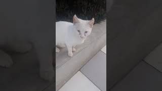 Chat blanc errant miaule dans un mall [upl. by Adilem100]