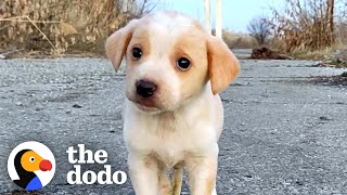 Puppy Found With Garbage Wouldnt Stop Shaking  The Dodo [upl. by Riada]