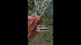 ¡ASÍ VA LA FLORACIÓN EN ESTA PARCELA [upl. by Farrica]