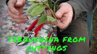 Soft tip Tibouchina cuttings propagation [upl. by Beckerman]