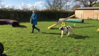 Italian Spinone learning agility [upl. by Vasquez545]