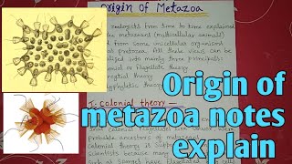 Origin of metazoa full notes explain in hindi [upl. by Carlen698]