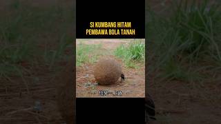 PERJALANAN SI KUMBANG HITAM PEMBAWA BOLA alurceritaflim film [upl. by Lauritz365]