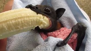 Hes Cranky Rescued Bat Enjoys Banana [upl. by Heger]