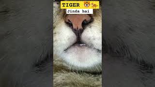 Tiger 🐅🐅 jinda hai 😂 tiger youtubeshorts youtubevideos ytshorts yt memes trending [upl. by Mccreary]