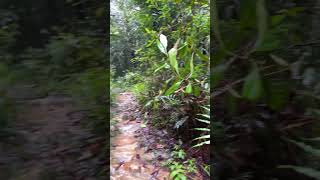 Kanneliya Rainforest Sri Lanka 🇱🇰 srilanka hike forest [upl. by Llehcim140]