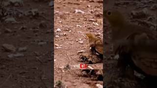 Sandgrouse Bird 🤯 facts shorts birds animals [upl. by Tracey196]