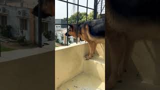 German shepherd dog barking  gsd dog barking  puppy barking  dog barking  dog sound [upl. by Cornew]