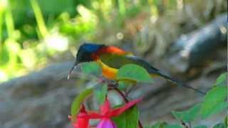 Greentailed Sunbird Aethopyga nipalensis [upl. by Igig]