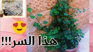 السر اللي استعملته لزرعاتي وصاروا كبار 🌱اصنعي حلو بمكونين فقط🍮 بالاذكار تحققي الأمنيات📿❤️ [upl. by Martine]