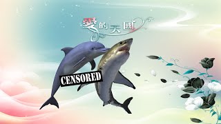 Dolphin And Shark Mating [upl. by Aivatal274]