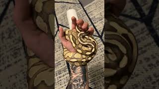 Ball python lesser fire male snake ballpython reptiles ballpythons101 [upl. by Yneffit]