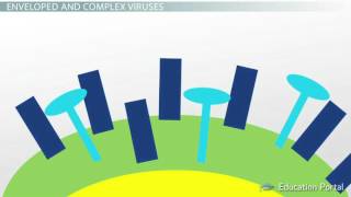 Shapes of a Virus Helical Icosahedral Prolate Complex Enveloped Video Lesson Transcript [upl. by Ennirroc875]