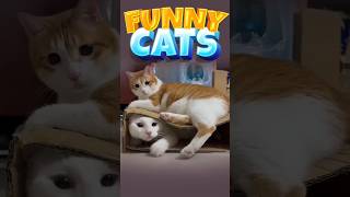 FUNNY CATS  Ini Parah Ni comedy feedshorts youtubeshorts funny cat lucu [upl. by Reynolds]