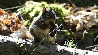 Red squirrel Tamiasciurus hudsonicus feeding on fir cone Vancouver Island British Columbia [upl. by Ranzini]