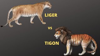 Liger vs Tigon who will win  Jungle Safari [upl. by Florine988]