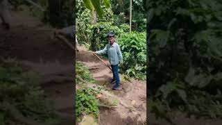 Coffee plants garden in Coorg coffee plantation in India [upl. by Ocnarfnaig]