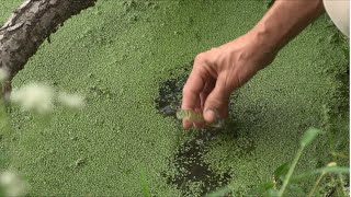 Understanding Cyanobacteria and Cyanotoxins [upl. by Chernow]