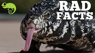 Argentine Tegus  21 Stinkin Rad Facts [upl. by Arretnahs]