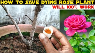 Amazing How To Revive Dying Rose Plant From Scale Disease On Stem Will 100 Working Great Result [upl. by Inalial]