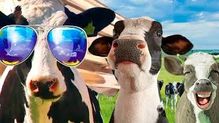 COW FUNNY DANCE BOLLYWOOD SONG DINKA CHIKA Cow Dance Video Dhinka Chika😀😂viralvideo [upl. by Leuneb769]