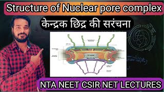 Structure of Nuclear pore complex  structure of nucleus  Nucleopore complex in hindi Neet biology [upl. by Tiram]