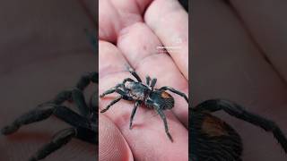 Hapalotremus species found under rocks in the Andes Mountains of the Cusco region of Peru [upl. by Eldwun770]