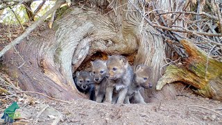 Wolf den with 5 pups under ancient cedar tree [upl. by Chisholm]