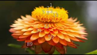 Fibonacci Folge [upl. by Urita]