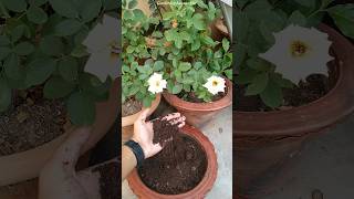 🤫Phool ke paudhe mein kaun si khad dalen  Best fertilizer for flowering plants [upl. by Ellertnom]