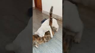 Angry female cat hissing at male cat [upl. by Stalk927]