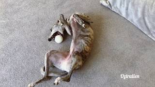 What is it like to own a whippet Lets find out   Roscoe the whippet [upl. by Hterag]