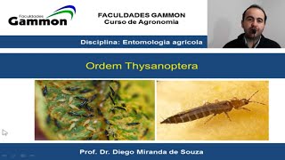 Ordens de Insetos de Importância Agrícola  Thysanoptera [upl. by Harihat]