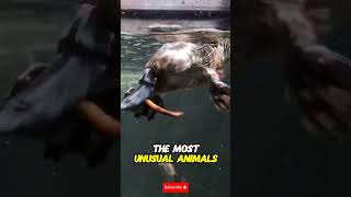 The Platypus Nature’s Weirdest Creature 🦆🐾 Shorts [upl. by Tanhya]