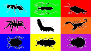 Insect Caterpillar Ant red flour beetle paddy bug Bush Cricket Stink Bug Tarantula Scorpion [upl. by Dorcus]