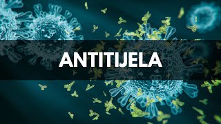 Imunologija struktura antitijela [upl. by Dowlen]