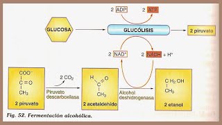 Fermentación alcohólica destilación bioetanol y biodiesel [upl. by Goldsworthy]