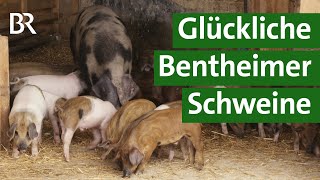 Alte Nutztierrasse Bentheimer Schweine in artgerechter Weidehaltung  Unser Land  BR [upl. by Zellner118]