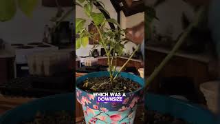 A bit of tough love 🌶️ YoutubeShorts shorts gardening chilli plants overwintering [upl. by Atnicaj]