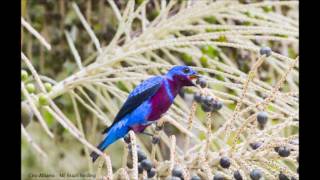 Banded Cotinga  Crejoá  Cotinga Maculata [upl. by Aikem]