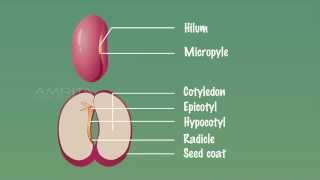 Embryo of Dicot Seeds  MeitY OLabs [upl. by Retsam]