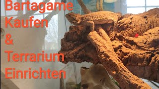 Bartagame Kaufen  Bartagamen Haltung  Terrarium Einrichten [upl. by Sapphire777]