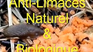 AntiLimaces Naturel ou Comment Supprimer Les Limaces Avec Les Truites en Aquaponie [upl. by Gelman895]