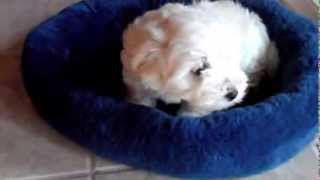 Cute Maltipoo Puppy  MY FIRST DAY HOME [upl. by Luapnoj716]