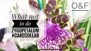 Zygopetalum Story CareCollab [upl. by Cassaundra]