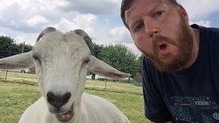 Funniest Goats  30 Minutes 🤪 [upl. by Kelsey]