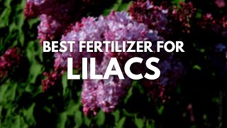 Best Fertilizer For Lilacs For That Perfect Bloom [upl. by Anailli]