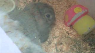 LopEared Rabbits for Sale  Clipsley Pets amp Aquatics [upl. by Ahsena349]