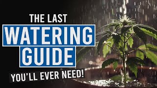 Thirsty Plants Learn the Secrets to Perfect Cannabis Watering [upl. by Ire768]