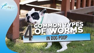 4 Common Types of Worms in Dog Poop [upl. by Eibrik]